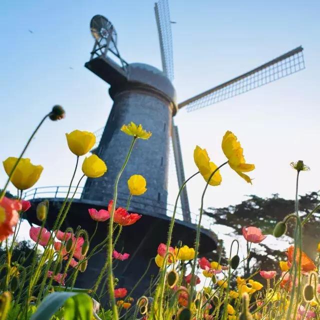 Les tulipes fleurissent sous l'un des célèbres moulins à vent du Golden Gate 由k.
