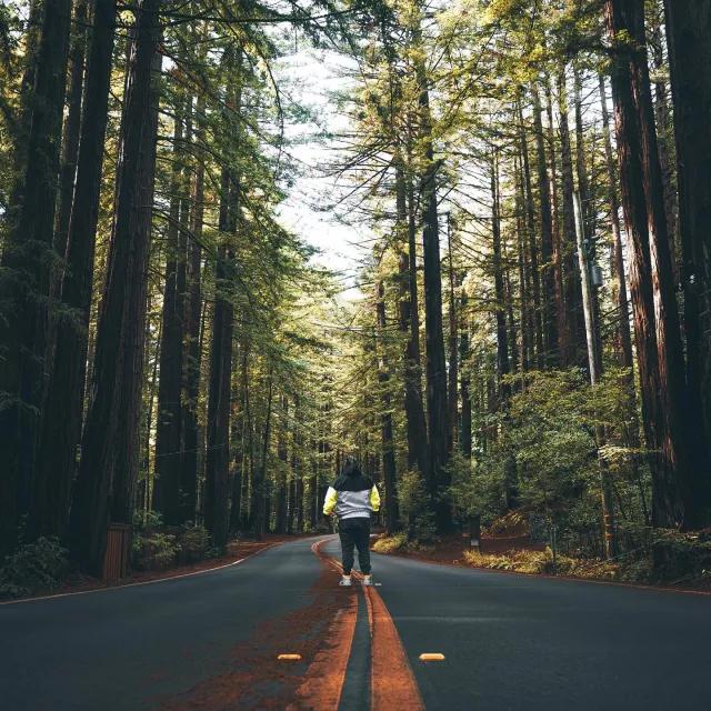Man st和s with back to camera on road that leads through tall redwood trees. 